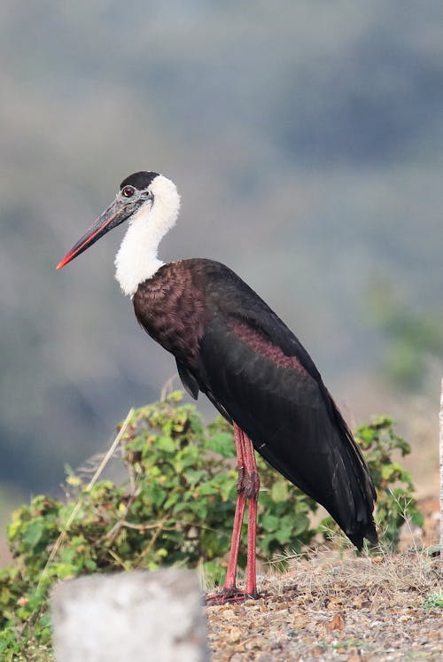 Foto stok gratis bangsa burung, binatang, burung