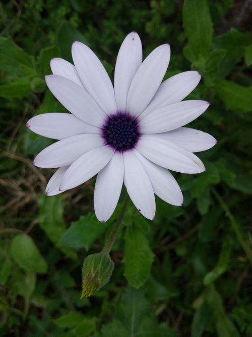 Free Close-up of a white daisy with a striking purple center blooming outdoors in Urla, Turkey. Stock Photo