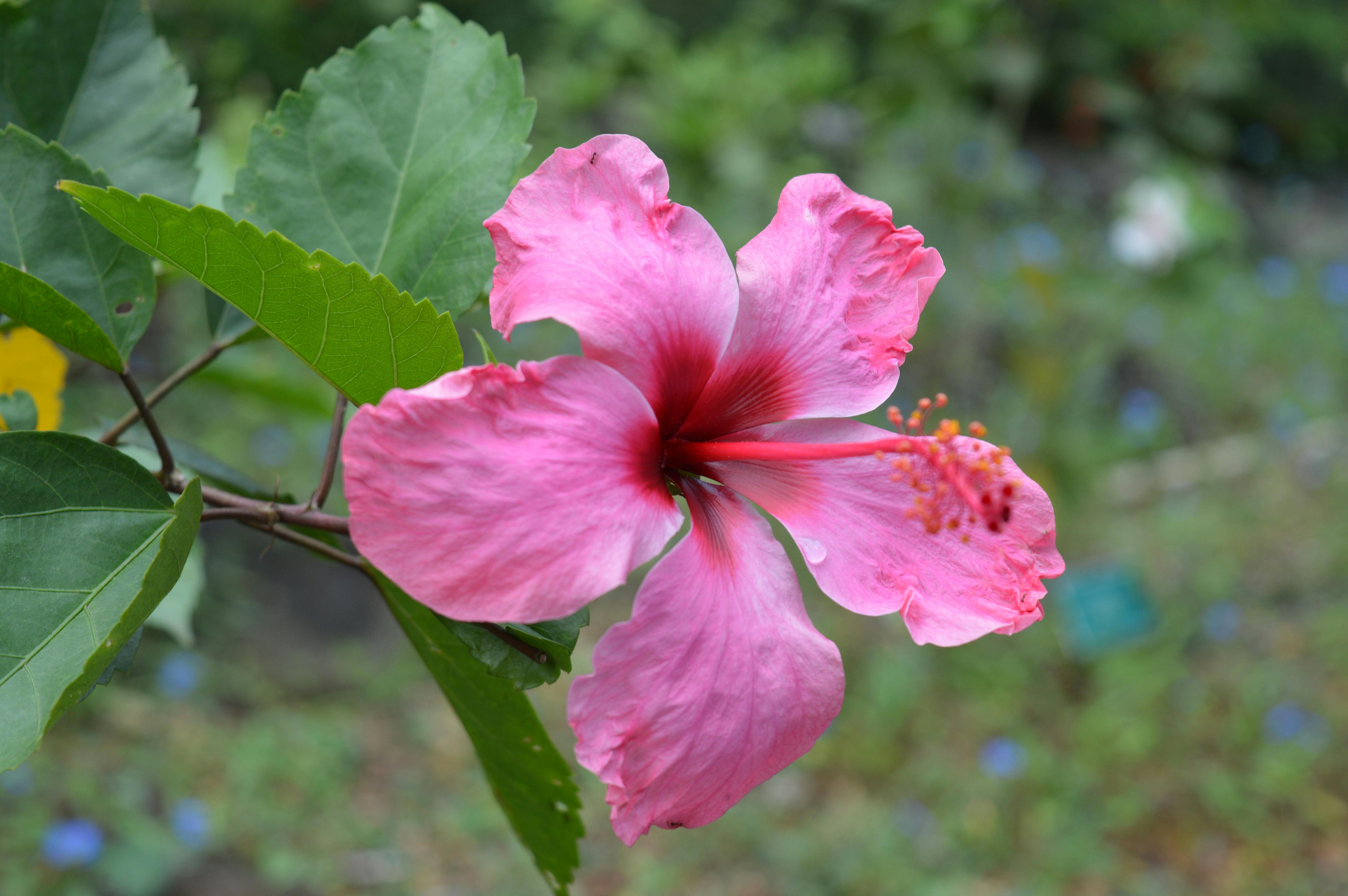 ハワイ ハワイアン ピンクの花の無料の写真素材