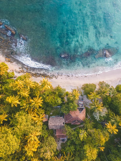 Free Bird Eye Photogrpahy of Beachline Beside Trees Stock Photo