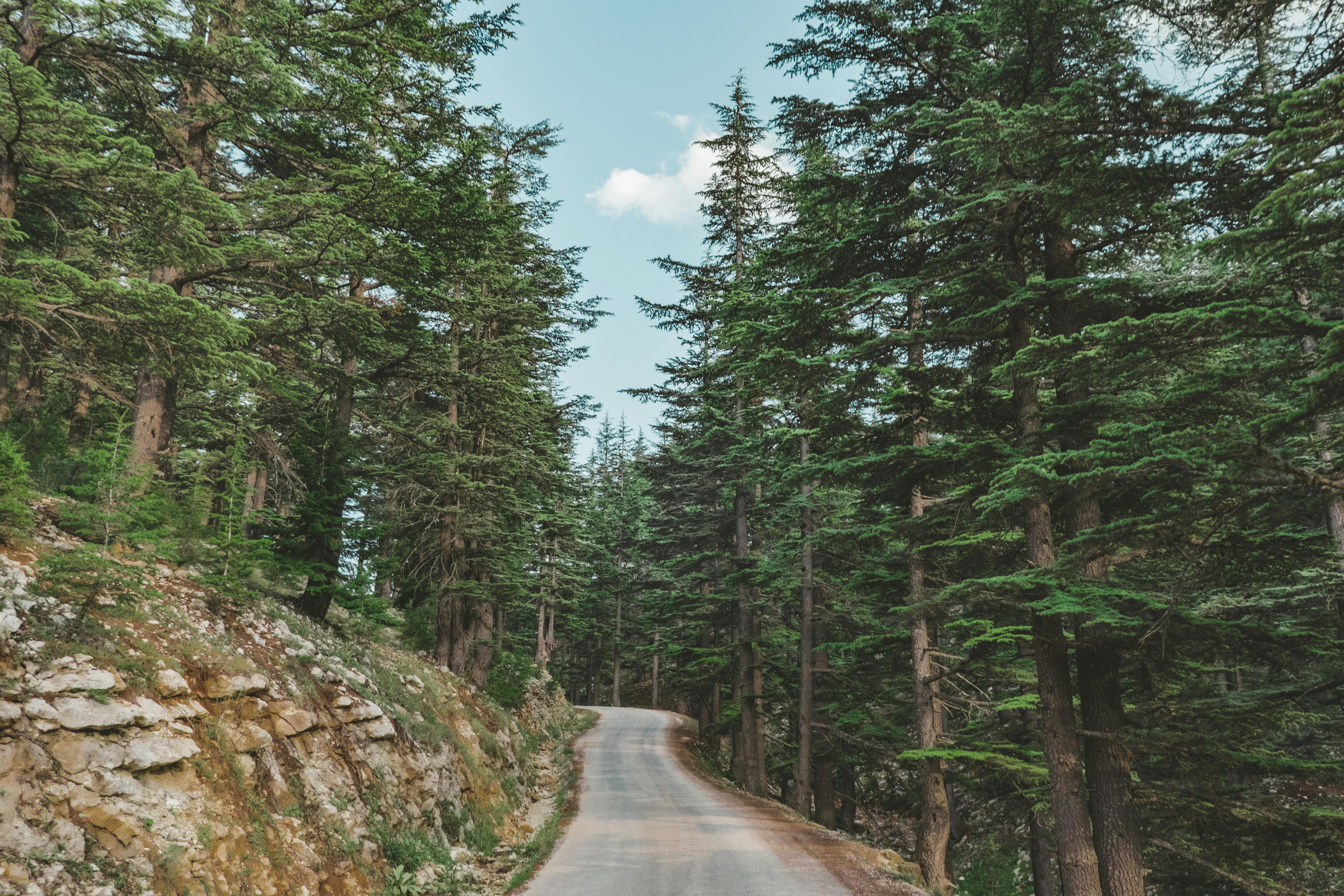 Ifrane Cedar Forest — Middle Atlas