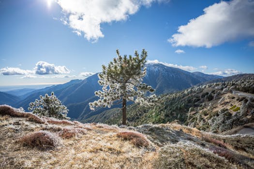 Green Leaf Tree on Mountain