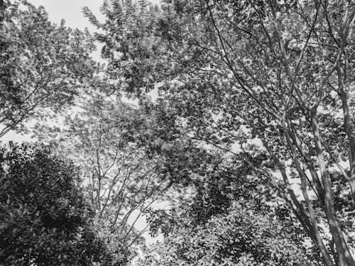 Grayscale Photo of Tall Trees 