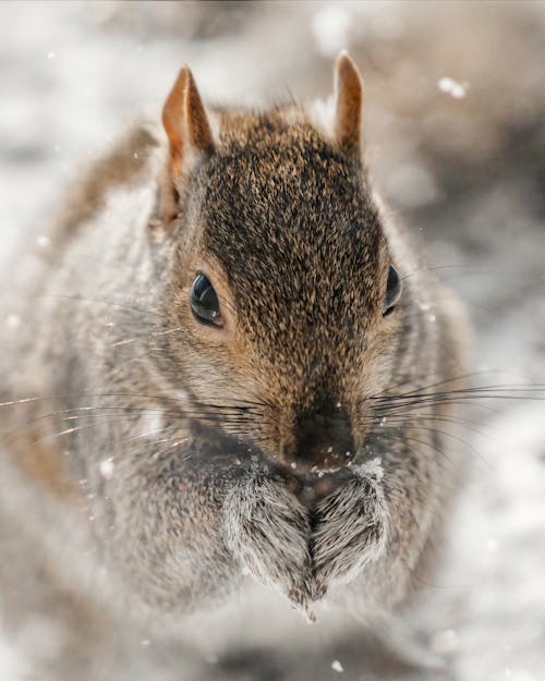 Free Brown Squirrel on Snow Covered Ground Stock Photo