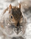 Brown Squirrel on Snow Covered Ground
