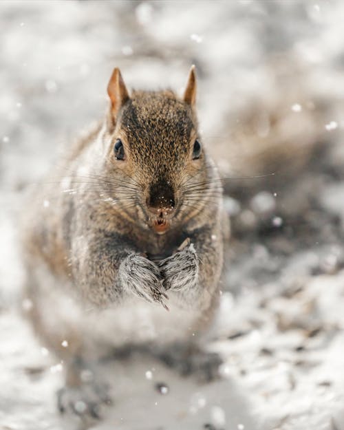 Close Up Photo of a Squirrel