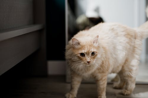Free Photo of a Cat Stock Photo