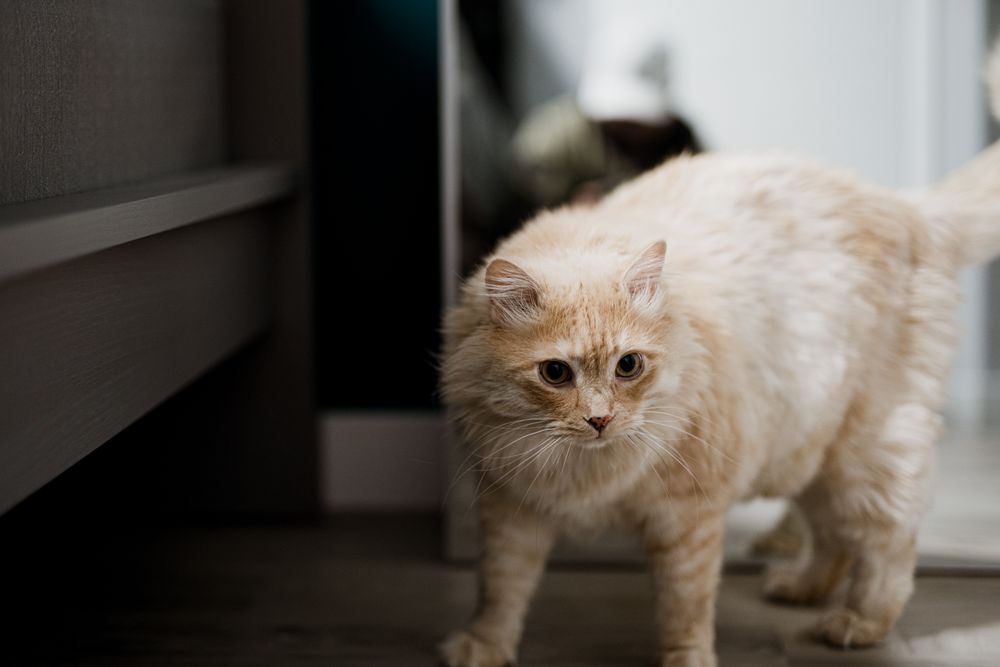 Pet cat in an indoor setting