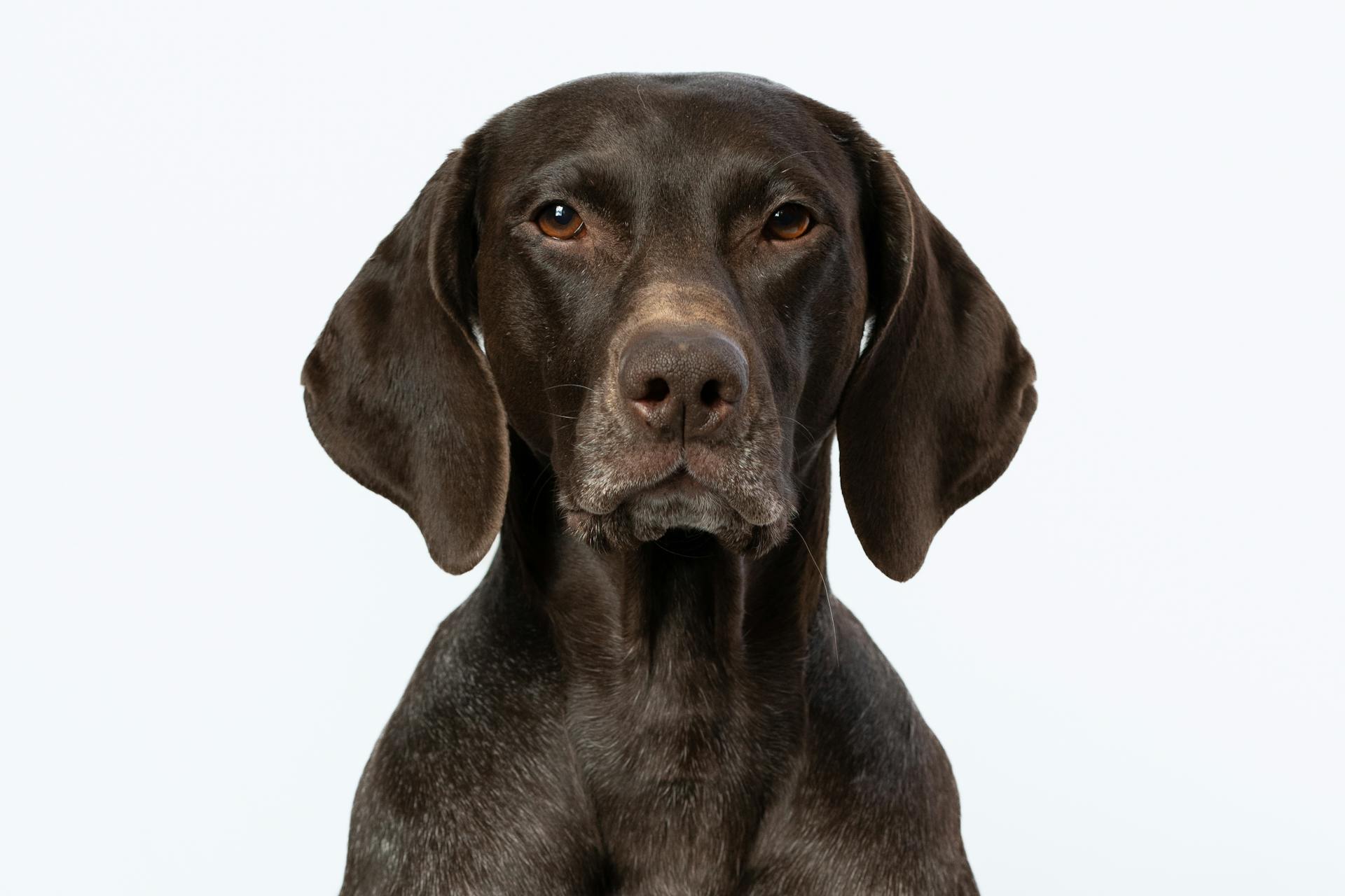 Chien à pelage court brun sur fond blanc