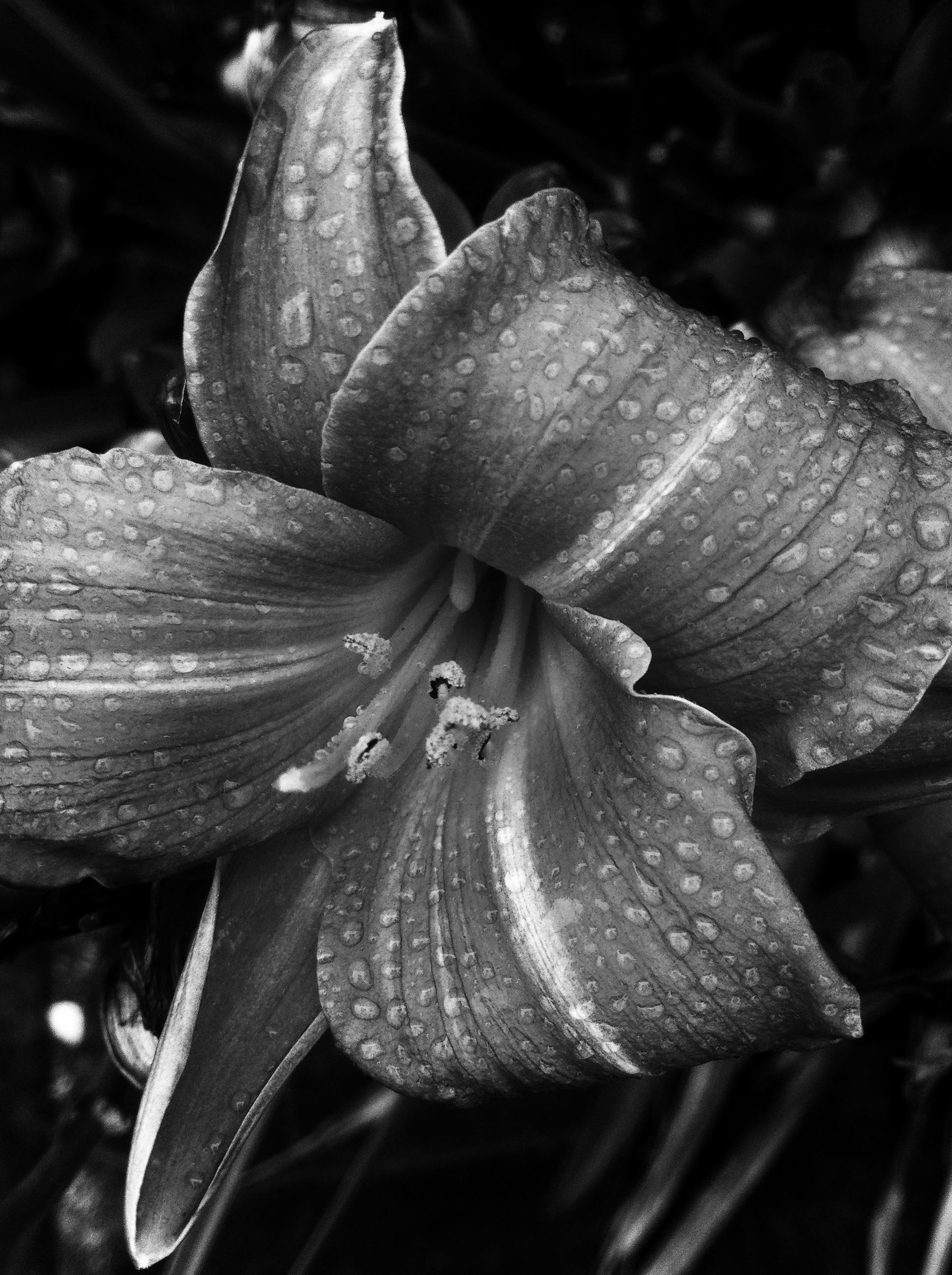 Equestrian with horse