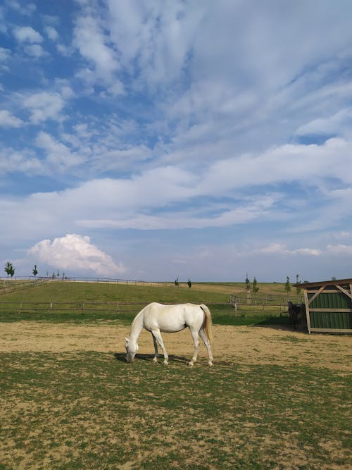 White Horse Eating Grass 
