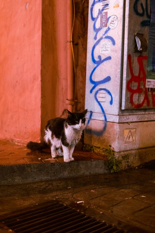 Free A black and white cat stands near a graffiti-covered wall in an urban setting. Stock Photo