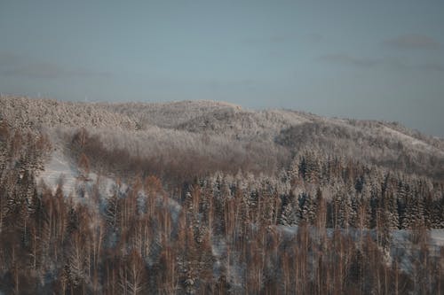 Snow Covering the Brown Trees During Winter 