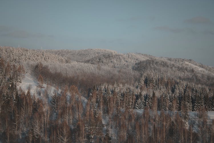 Snow Covering The Brown Trees During Winter 