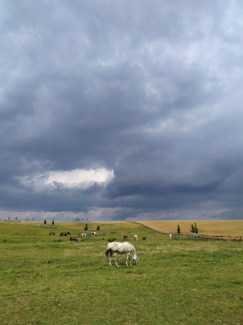 Foto stok gratis bidang, kuda, langit mendung