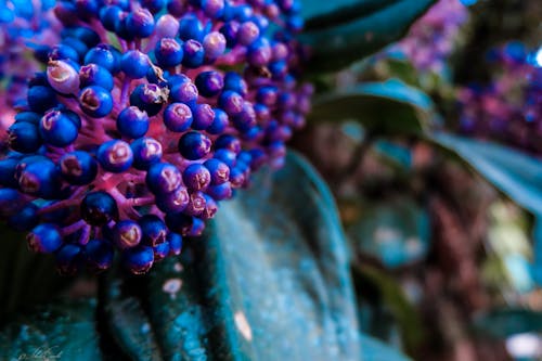 Free stock photo of blue, colorful, flowers