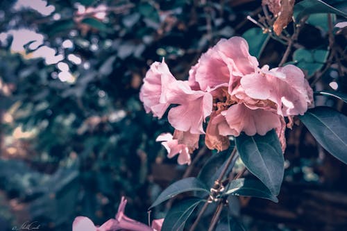 Free stock photo of colorful, flowers, macro photography