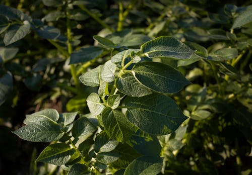 Бесплатное стоковое фото с Зеленое растение, картофель, картофельные растения