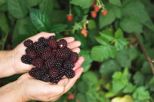 Free Hands holding ripe blackberries with green leaves in the background, showcasing freshness. Stock Photo