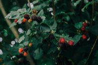 Close-up view of ripe and unripe blackberries on a bush, surrounded by green leaves.