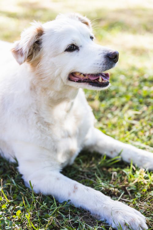 Imagine de stoc gratuită din a închide, adorabil, animal