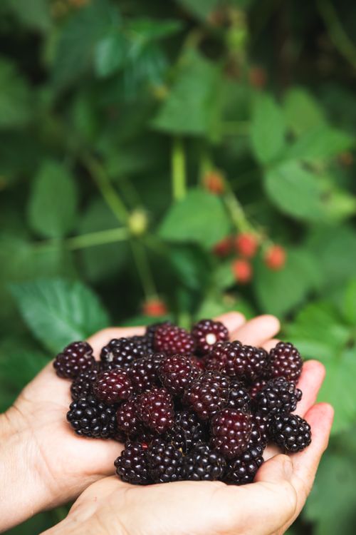 Free A handful of ripe blackberries freshly picked from the bush, showcasing their rich color. Stock Photo
