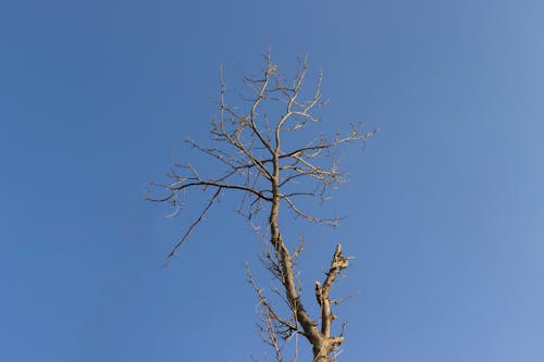 Ingyenes stockfotó ágak, fa, kék ég témában