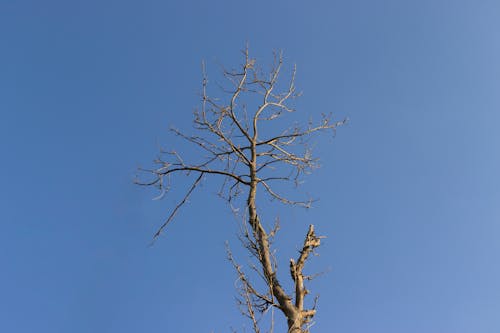 Gratis lagerfoto af blå himmel, bladløse, grene