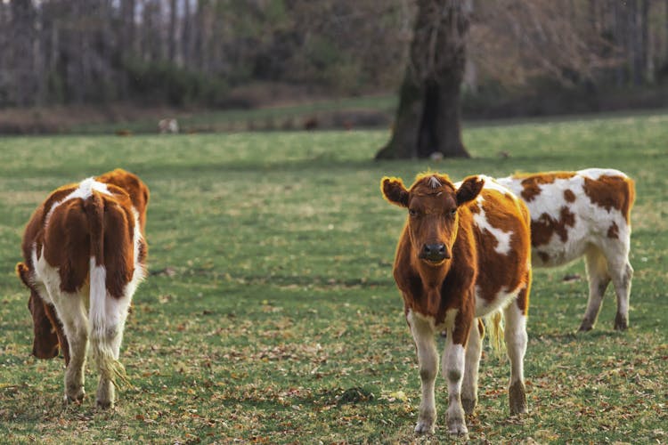 Brown And White Cow On Green Grass Field