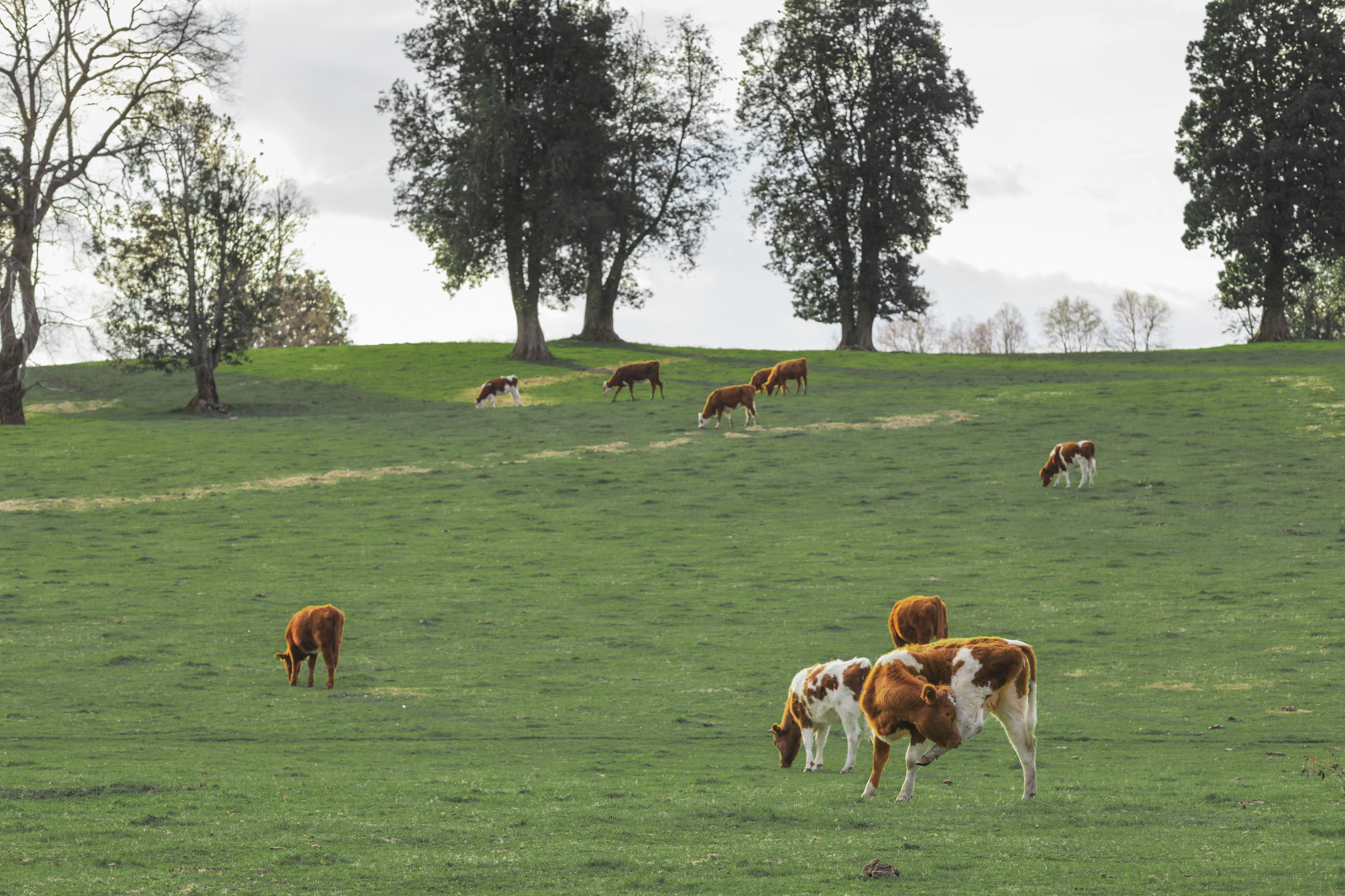 Brown and White Cows on Green Grass Field · Free Stock Photo
