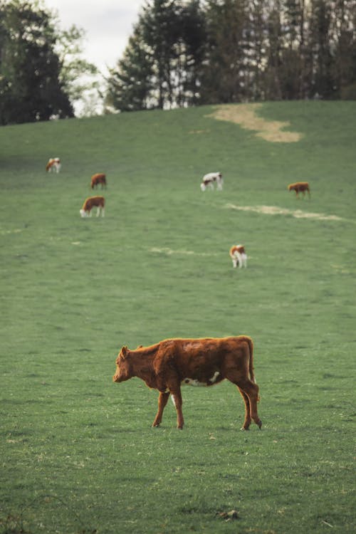 Imagine de stoc gratuită din agricultură, animale domestice, bovine