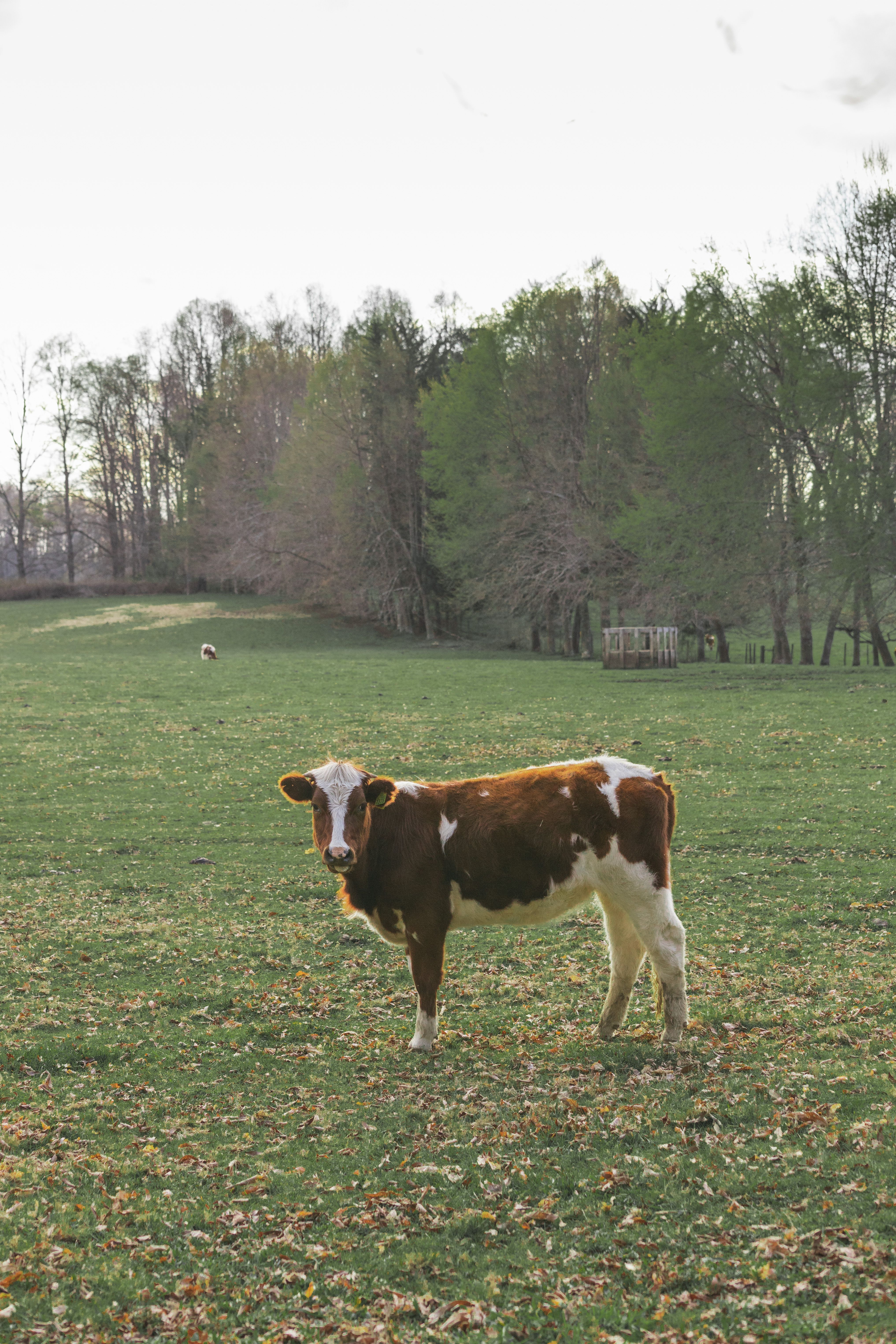 Brown and White Cow on Green Grass Field · Free Stock Photo
