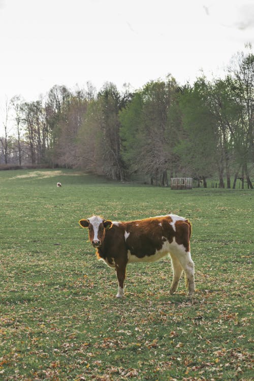 Free Brown and White Cow on Green Grass Field Stock Photo
