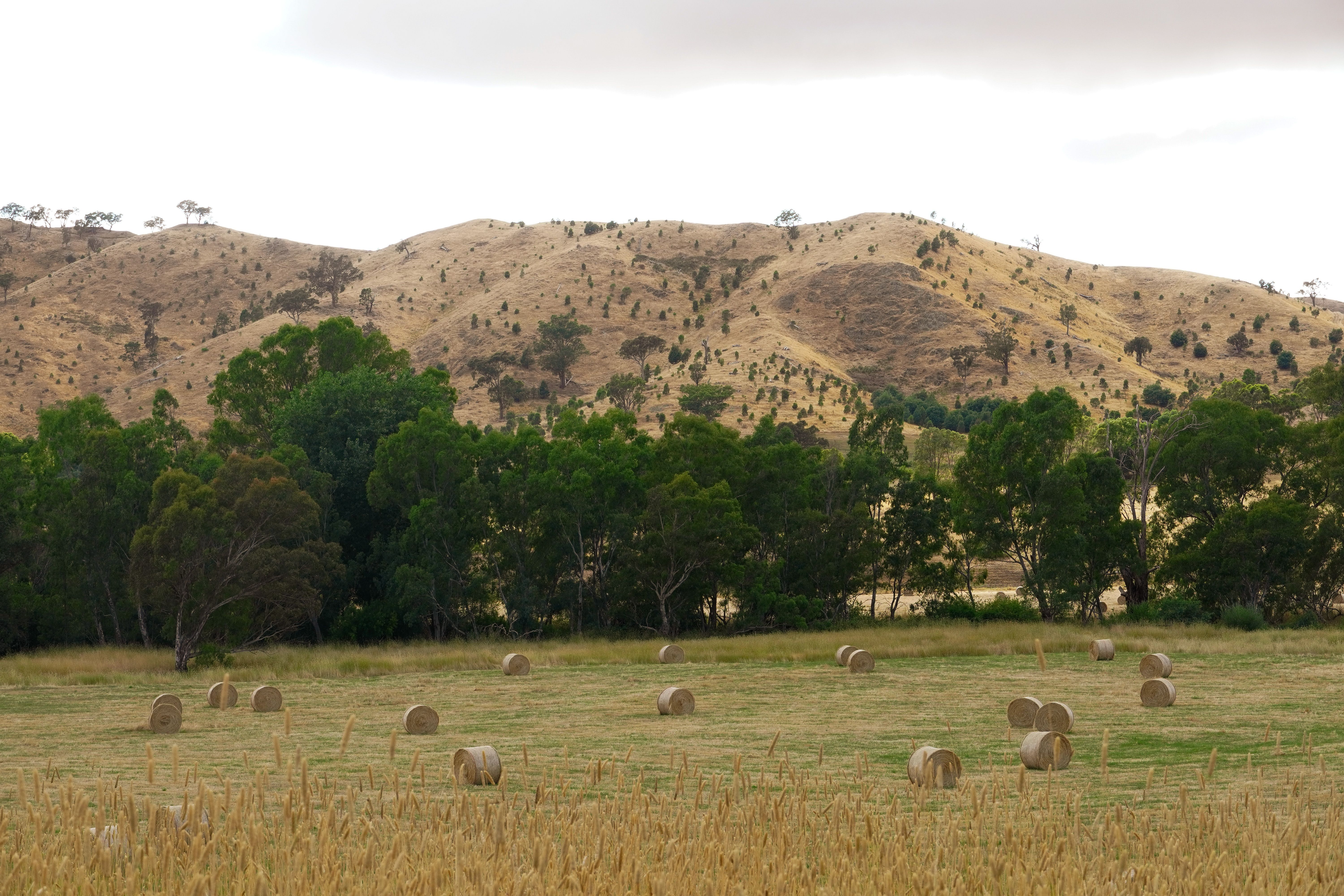 Rolling golden hills and farmland of the Southern Tablelands of NSW under an expansive sky