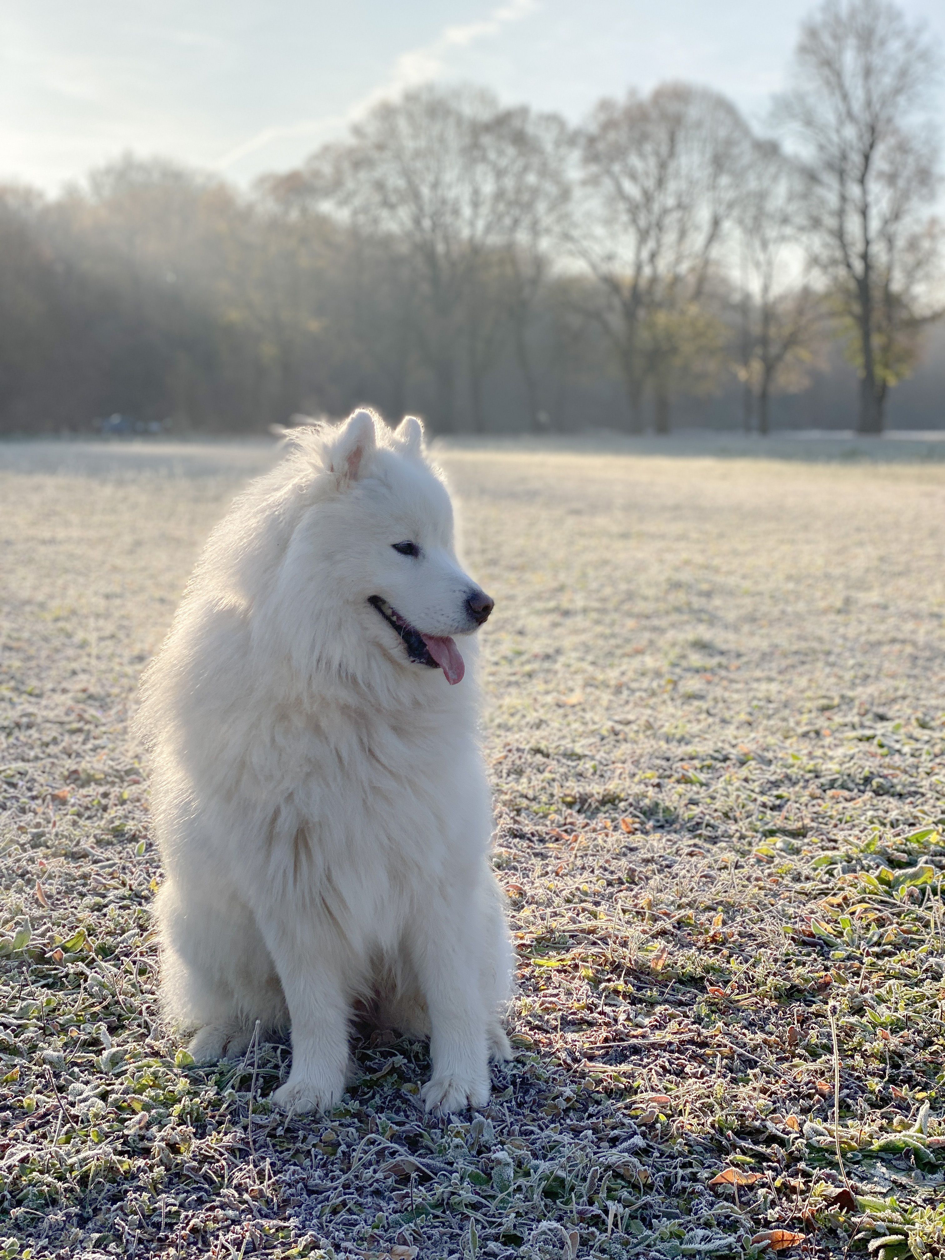 30.000+ Sosige Dog Bilder und Fotos · Kostenlos Downloaden · Pexels ...