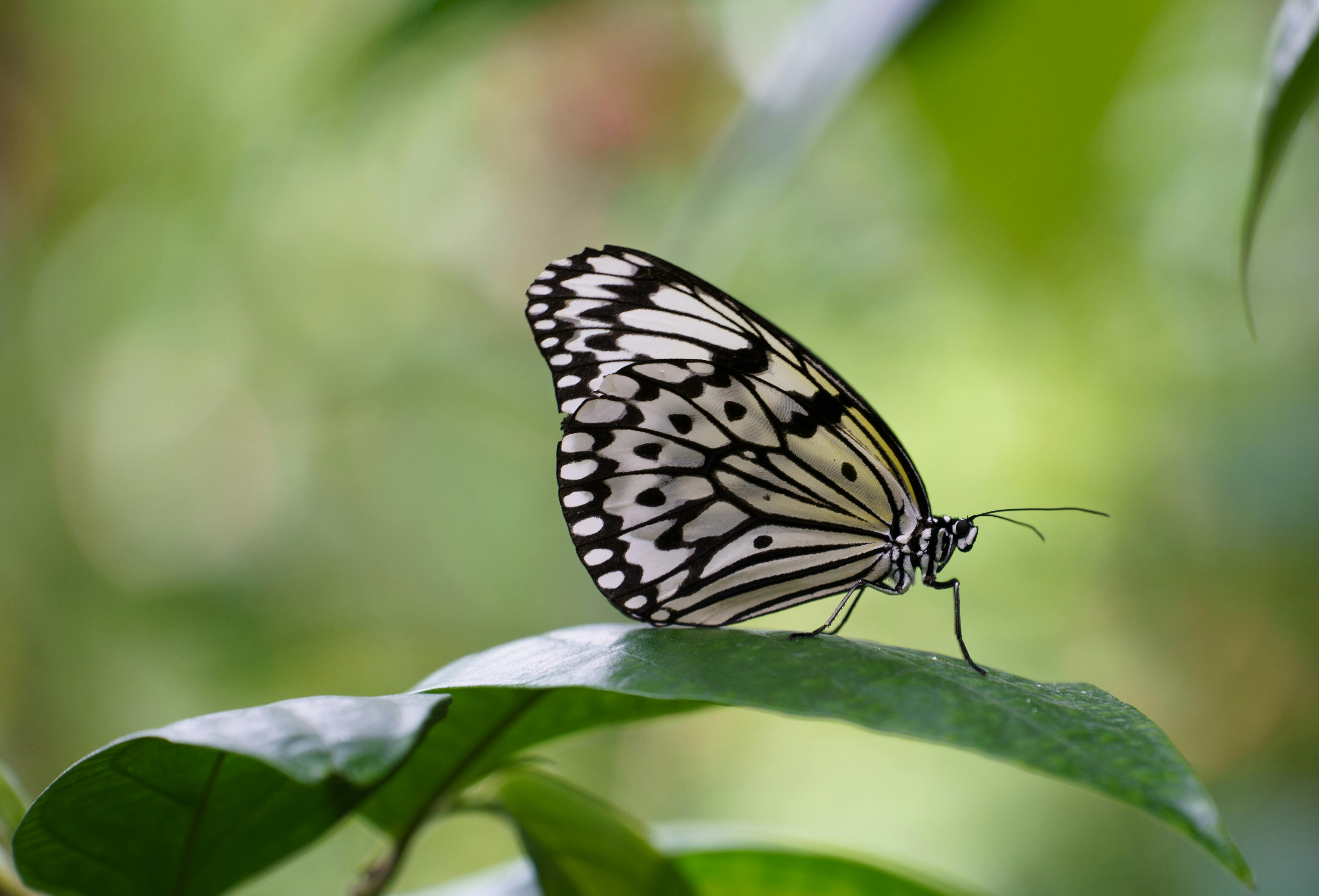 Black And Gray Butterflies · Free Stock Photo