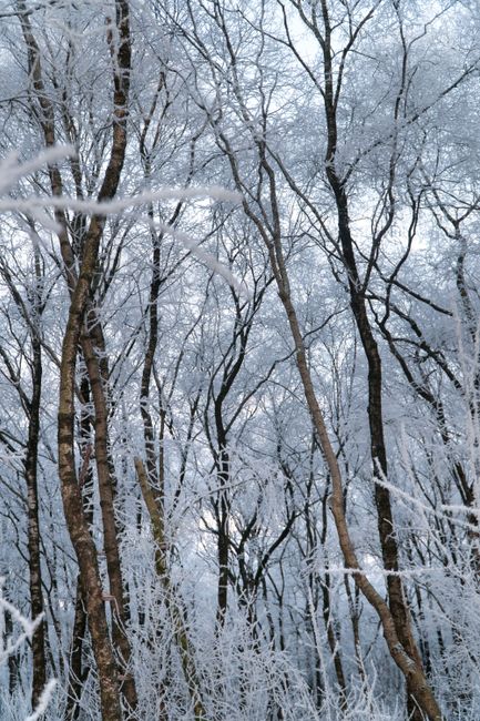 Frost-covered birch trees in a tranquil winter forest in Gescher, Germany.