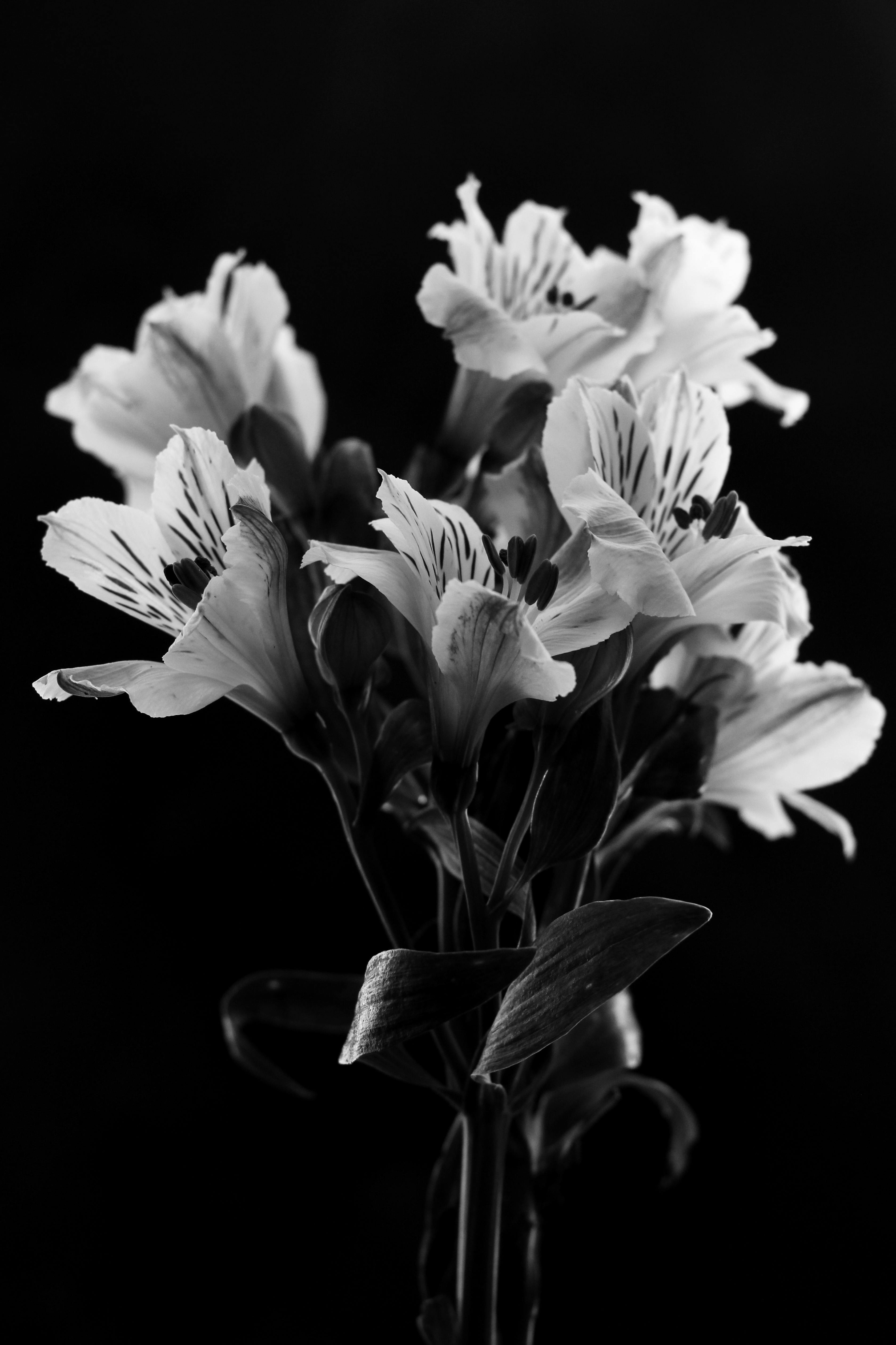 Stunning black and white photo of an Alstroemeria bouquet on a dark background.