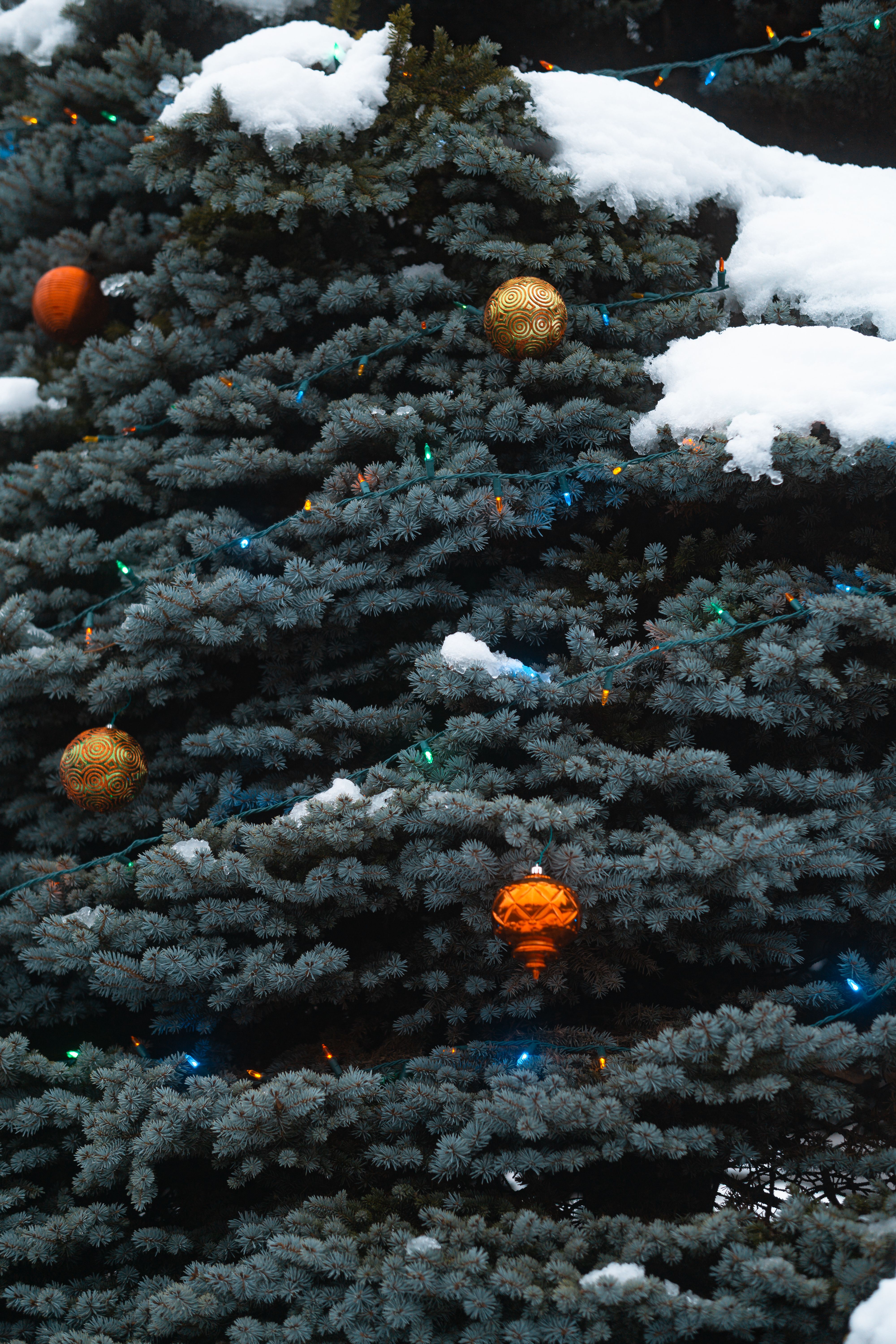 Green Pine Tree Covered With Snow · Free Stock Photo