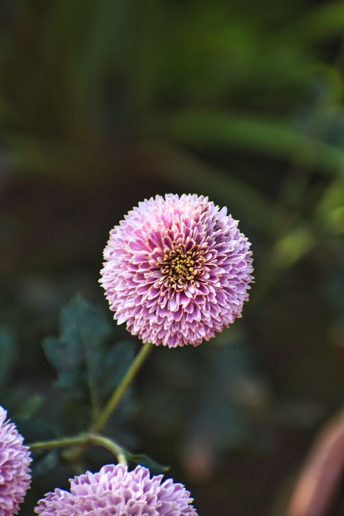 Free Vibrant pink chrysanthemum in full bloom with blurred green background capturing natural beauty. Stock Photo