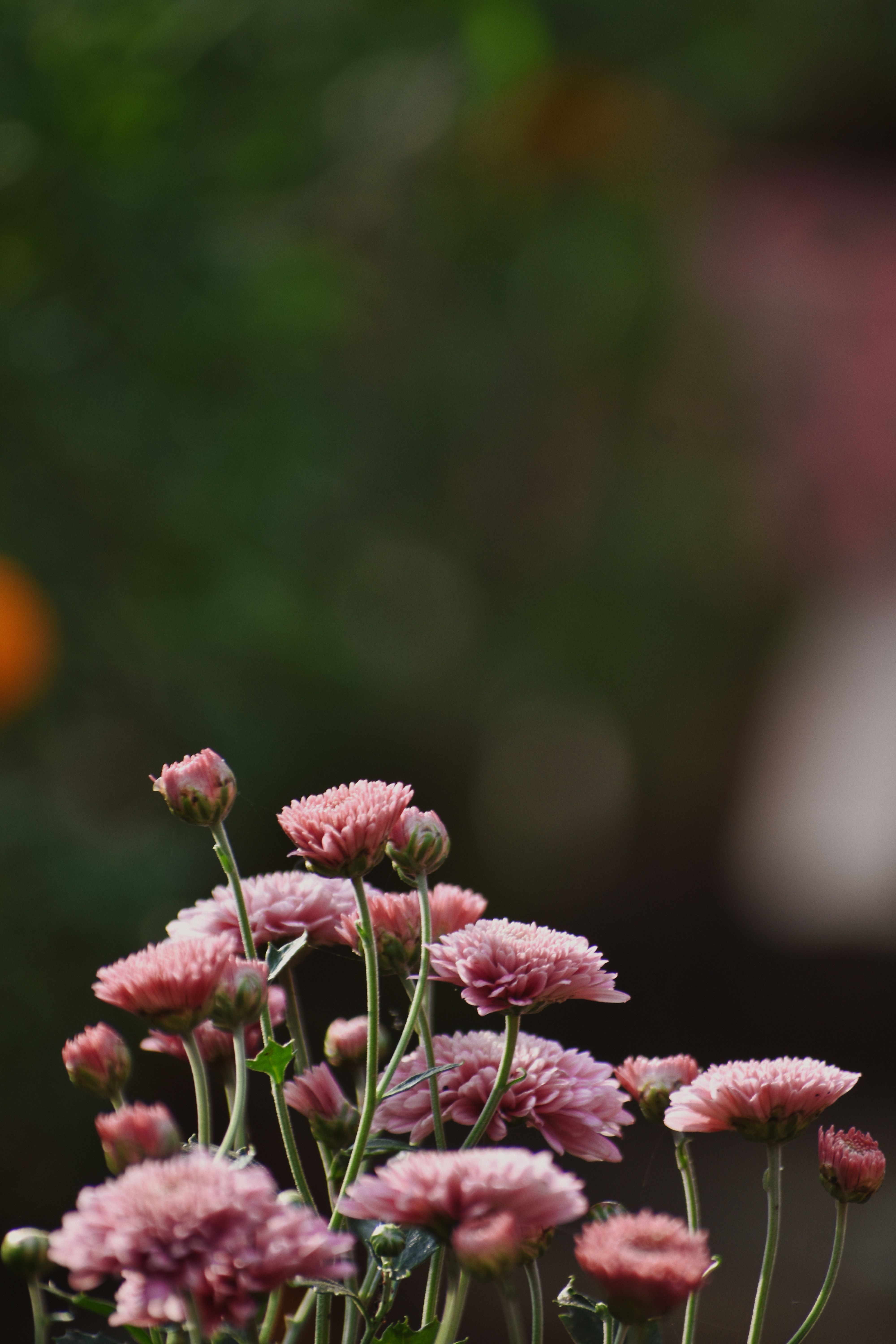 [ColoSach]-vibrant-pink-chrysanthemums-blossoming-in-an-outdoor-garden-setting.