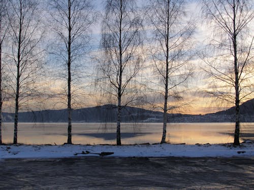 Leafless Trees on Snow Covered Ground Near Water