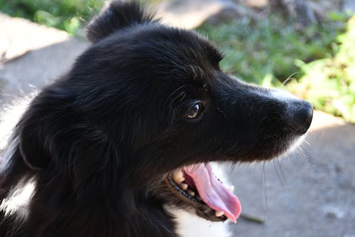 Foto d'estoc gratuïta de border collie