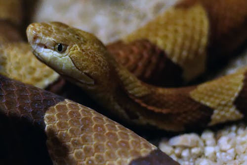 Imagine de stoc gratuită din copperhead, șarpe, șarpe de cupru