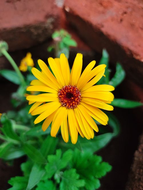 Free A vibrant yellow daisy blooming in a garden setting, showcasing nature's vivid beauty. Stock Photo