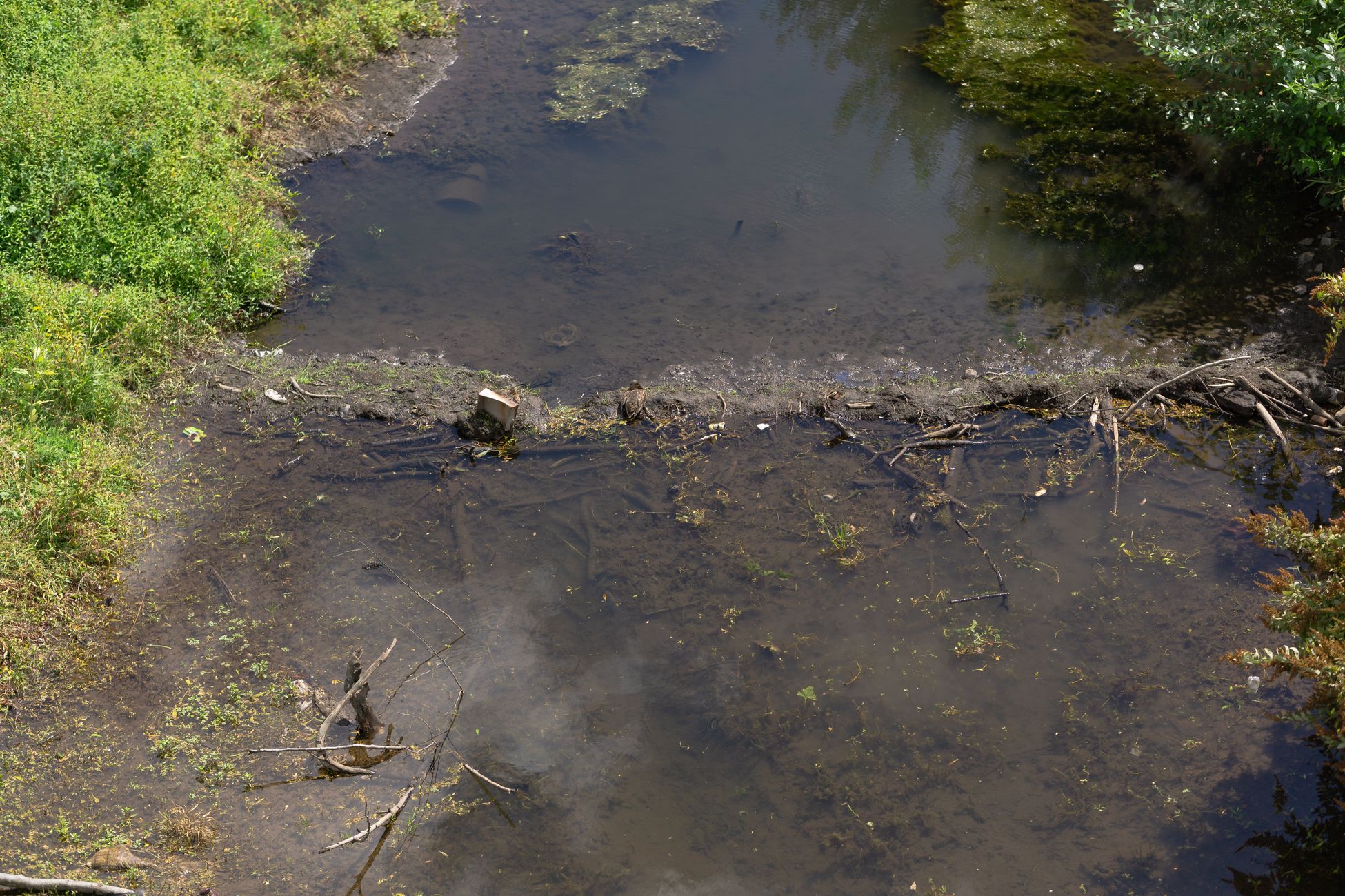 Waterschap bestrijdt invasieve rivierkreeft op Ameland met fuiken