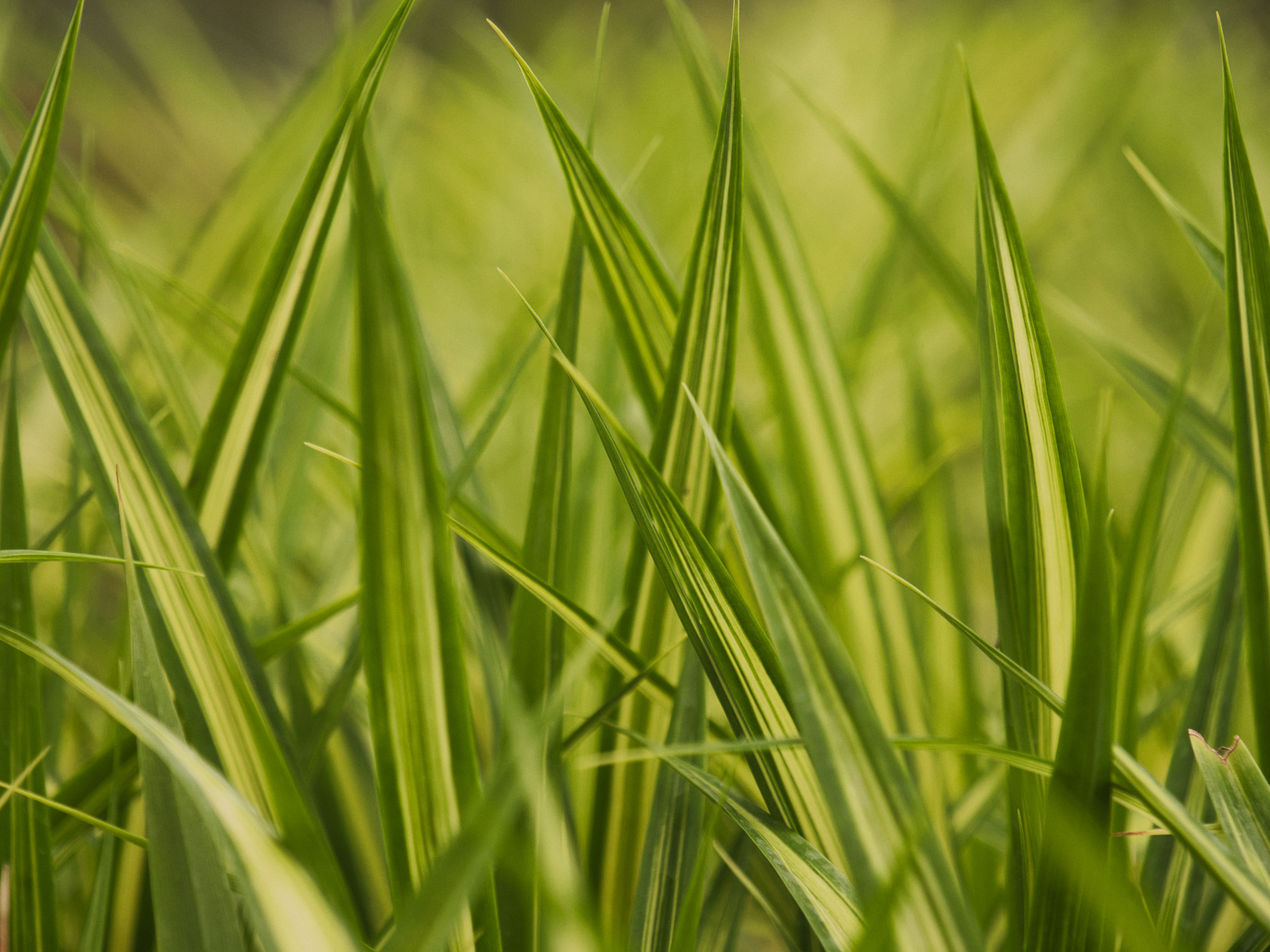 Detailed close-up of lush green grass blades, capturing natural beauty and texture in Port Blair, India.