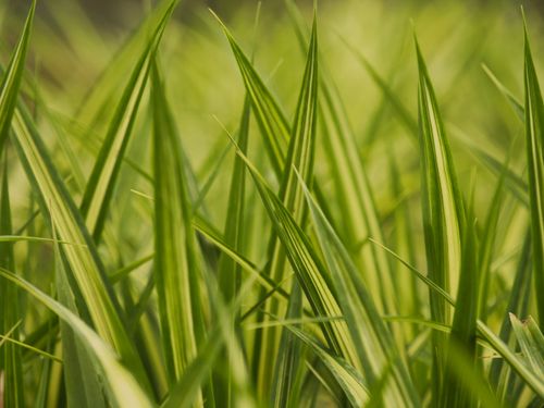 Free Detailed close-up of lush green grass blades, capturing natural beauty and texture in Port Blair, India. Stock Photo