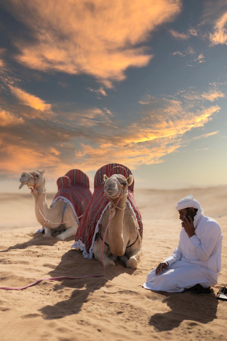 Man With Two Camels On A Desert 