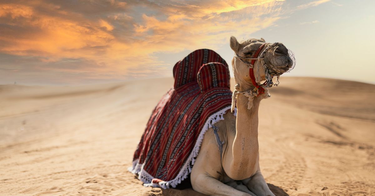 A camel adorned with traditional blankets rests on the sands of the Dubai desert under a vibrant sun